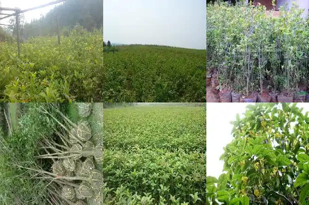 孕妇能吃桂花蜜糖吗1689122082791
