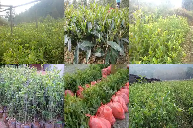 桂花截杆移栽后多久发芽1686011020918