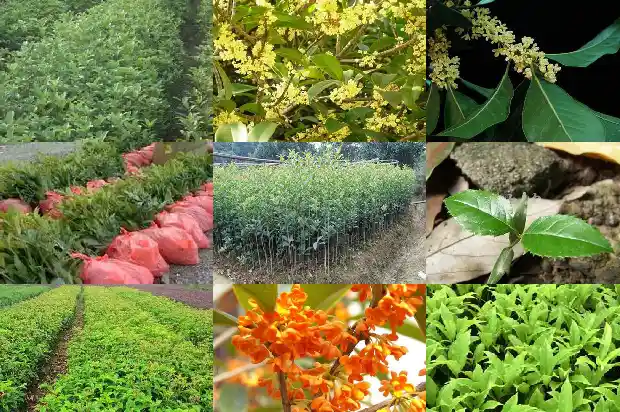 桂花截杆移栽后多久发芽1686011020966