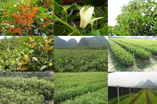 桂花截杆移栽后多久发芽1686011021014
