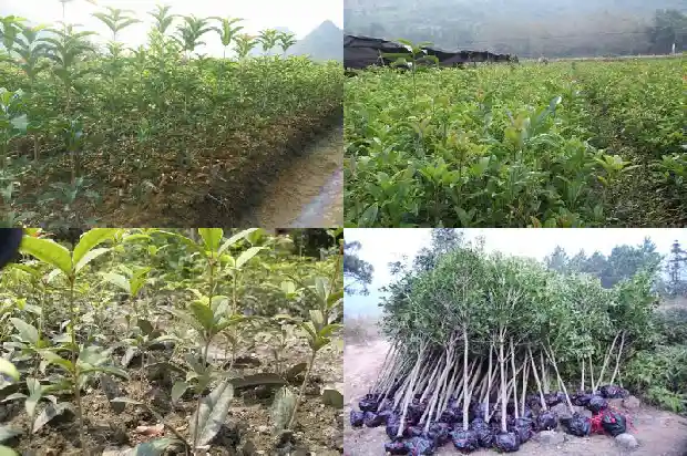 桂花树开花时能移栽吗1690245513411