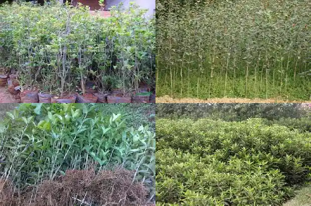 桂花截杆移栽多久发1686011041117