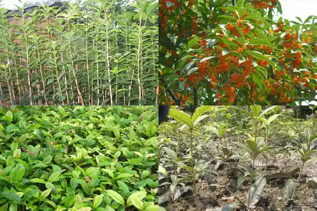 高杆桂花树栽培要点有哪些呢1686011062489