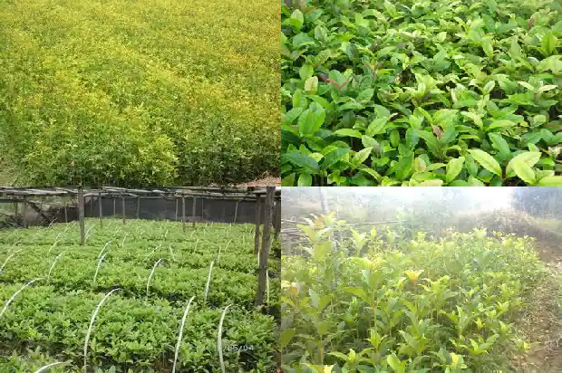 高杆桂花树栽培要点有哪些呢1686011062537