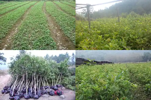 桂花树的栽培技术要点1686011084890