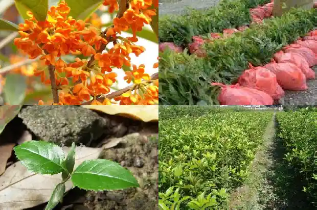 桂花树的栽培技术要点1686011084986