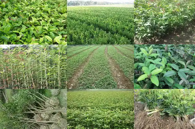 桂花树的栽培技术要点1686011085034