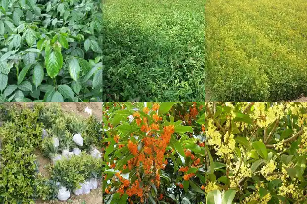 桂花树的栽培要点有哪些1686011100076