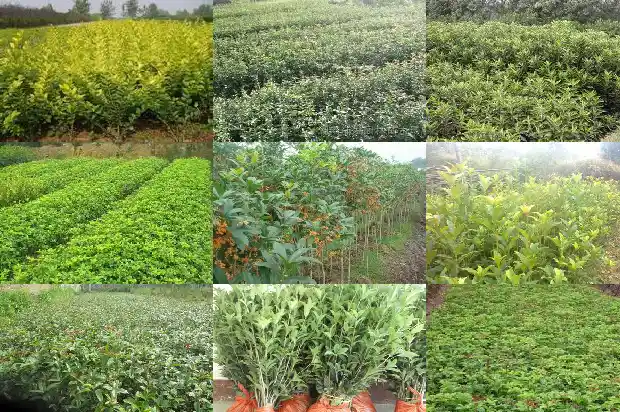 四季桂花价格查询表最新1690072347847