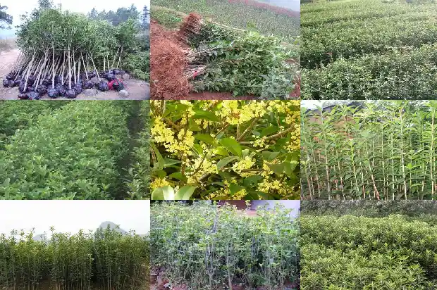 桂花大树移栽要点有哪些1686011166253
