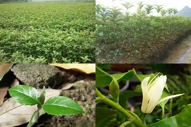 桂花树的移栽与管理1686011183821