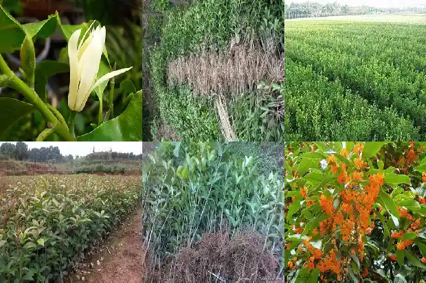 桂花树的移栽与管理1686011183869