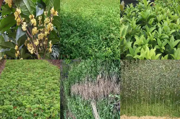 桂花树的移栽与管理1686011183917