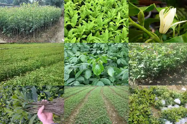 高杆桂花树的高度是多少厘米1686011206736
