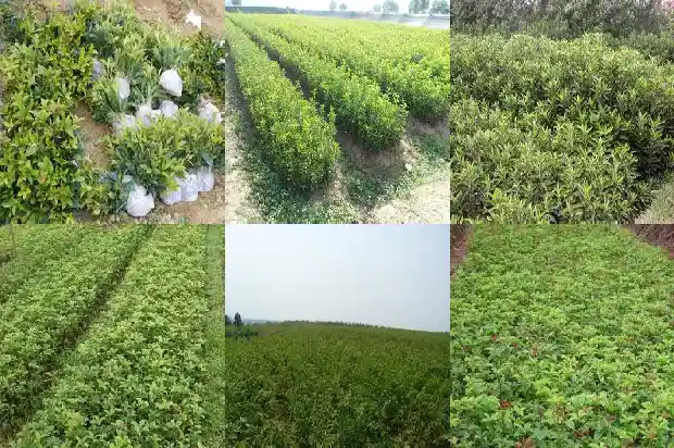 高杆桂花树的高度是多少厘米1686011206783