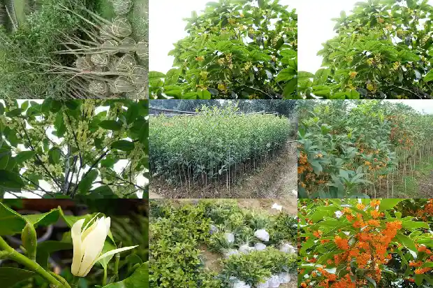高杆桂花树的高度是多少厘米1686011206831