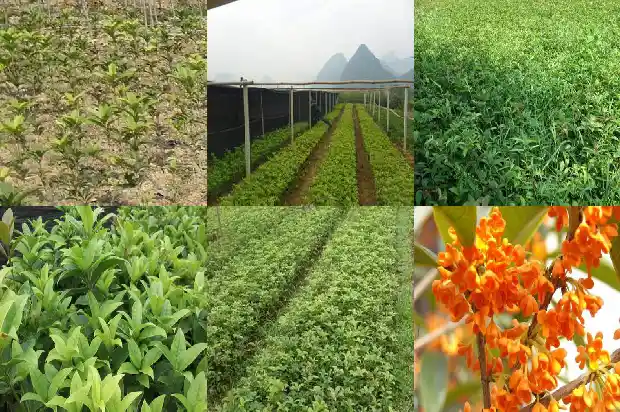 高杆桂花树的高度是多少米以上1686011224255
