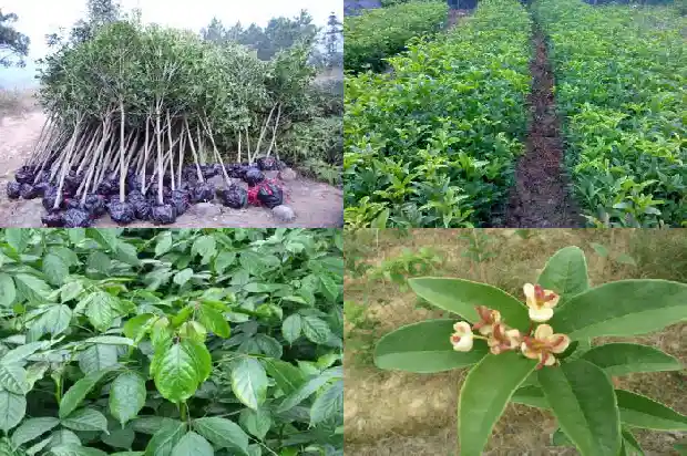 高杆桂花树的高度是多少米以上1686011224303