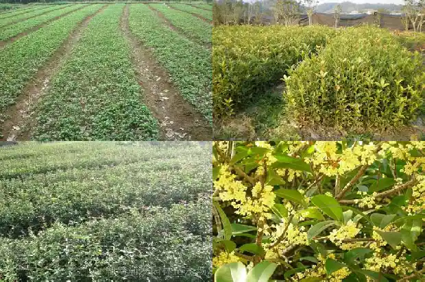 桂花树剪枝后要包扎吗1686011257308