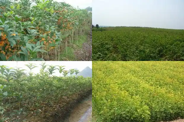 一个桂花树的价格多少元一棵1689837653744