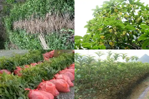 成年桂花树太高了了 树枝截断了怎么办1686011343131