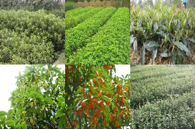 成年桂花树太高了了 树枝截断了怎么办1686011343178