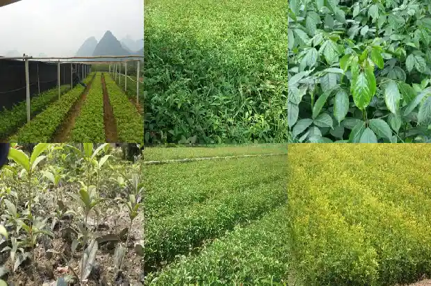 成年桂花树太高了了 树枝截断了怎么办1686011343226