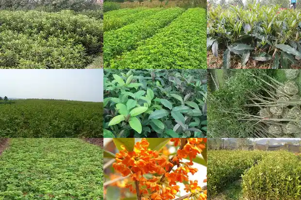 桂花白茶能放多久?1689467040546