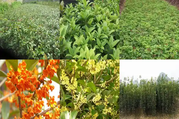 桂花树截枝只剩主干怎么办1686011363270
