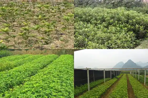桂花树截枝只剩主干怎么办1686011363363
