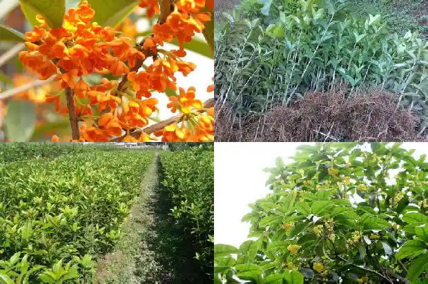 桂花树截杆留树桩多高1686011398745