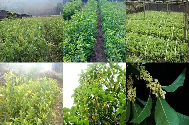 桂花树截杆留树桩多高1686011398793
