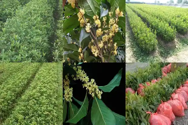 桂花树截杆留树桩多高1686011398840