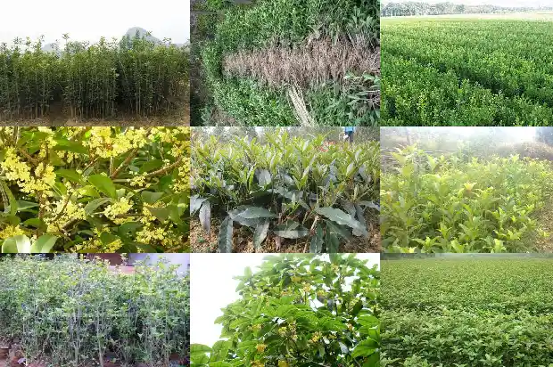 桂花树截杆留树桩多高1686011398888
