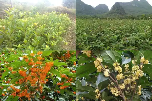 把桂花花瓣带回家好不好呢1686011416562