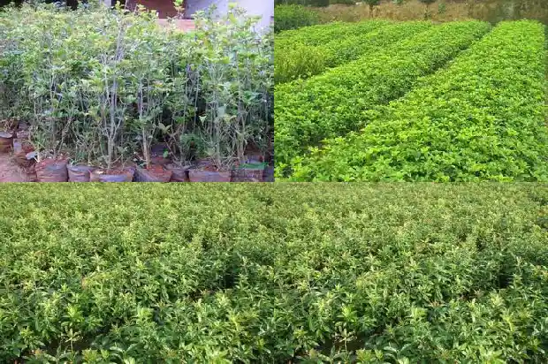 把桂花花瓣带回家好不好呢1686011416609