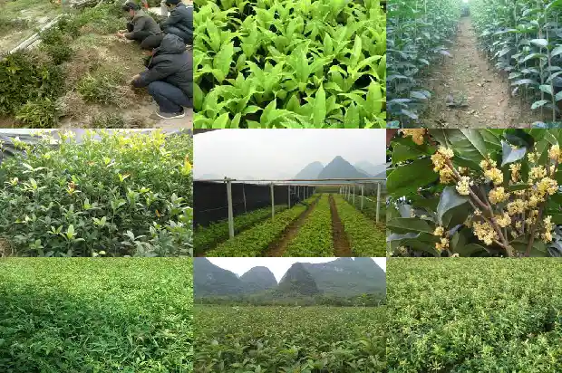 桂花树苗圃株距1686011548084