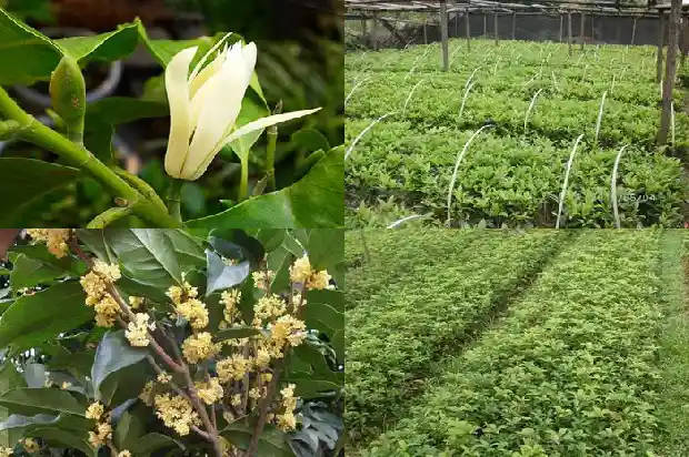 桂花树苗圃株距1686011548180