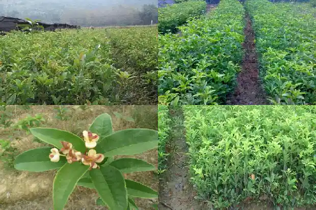 桂花树苗圃株距1686011548228