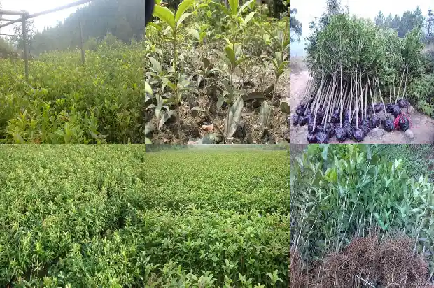 小型桂花树种植方法1686011572597