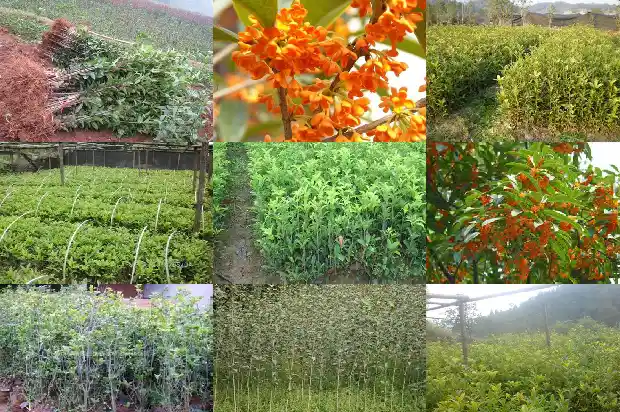 小型桂花树种植方法1686011572645