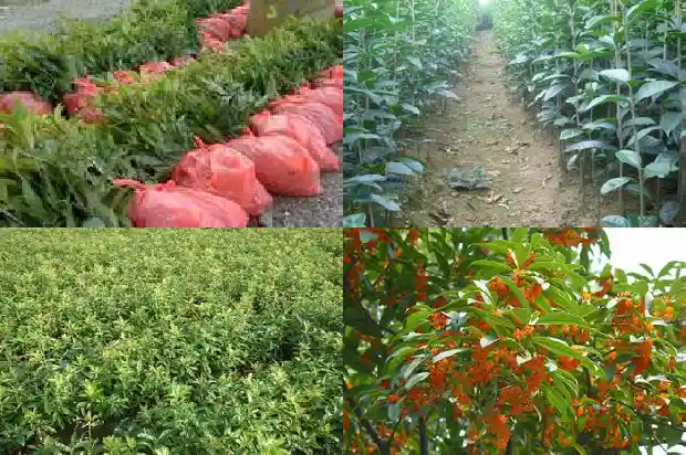 小型桂花树种植方法1686011572693