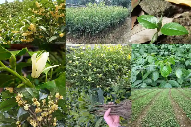 小型桂花树种植技术1686011590324