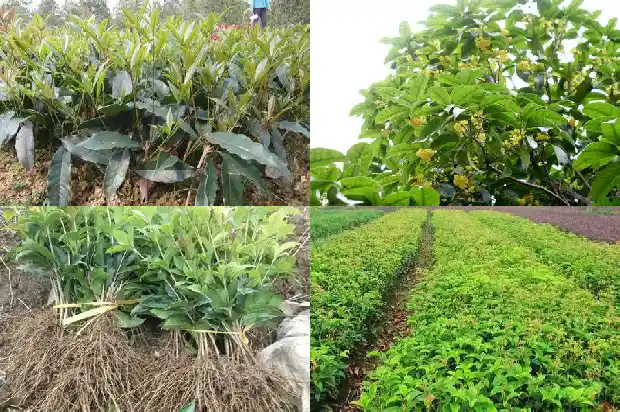 小型桂花树种植技术1686011590418