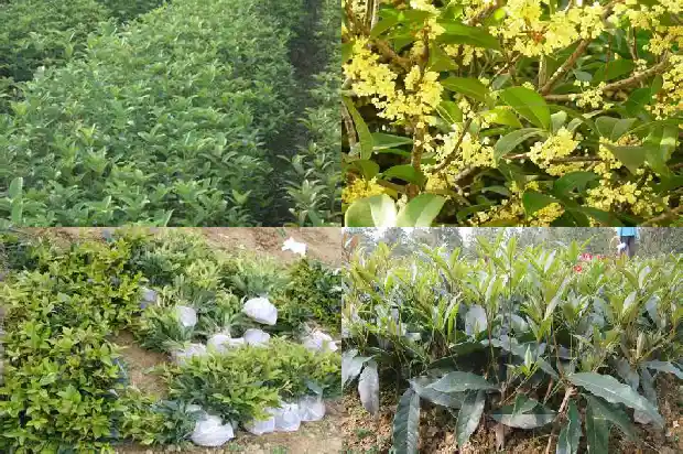 高干桂花树多长时间浇一次水1686011627688