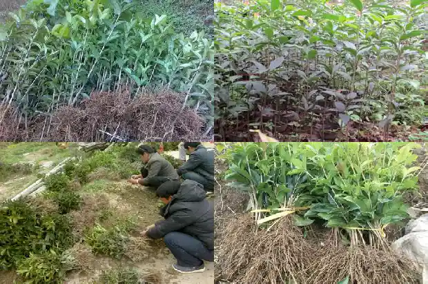 桂花枝条有白色东西1688349528862