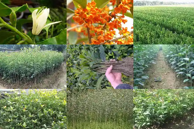 买桂花树怎么选择1686011665622