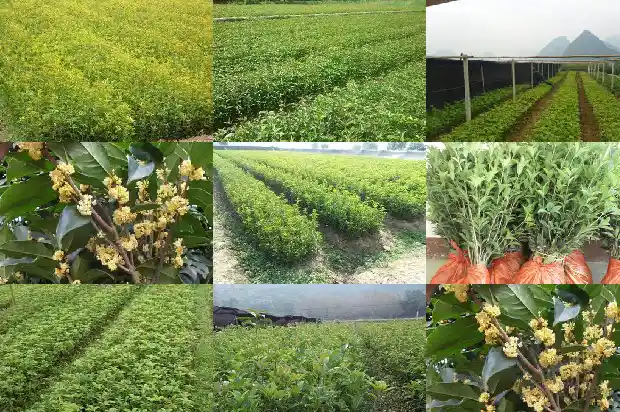 买桂花树怎么选择1686011665667