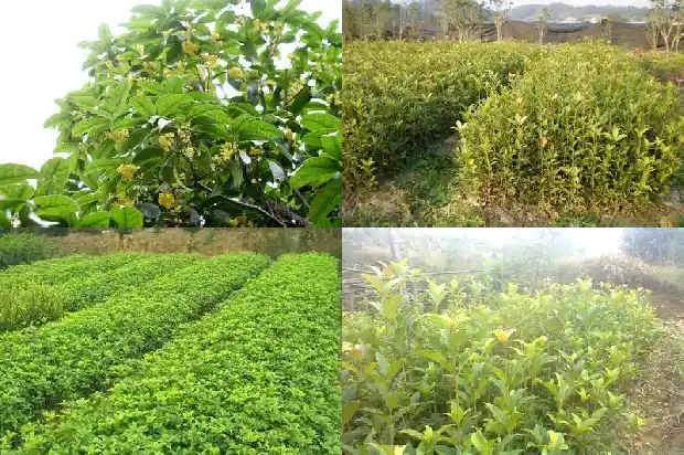桂花的功效与作用和禁忌症1689208337673