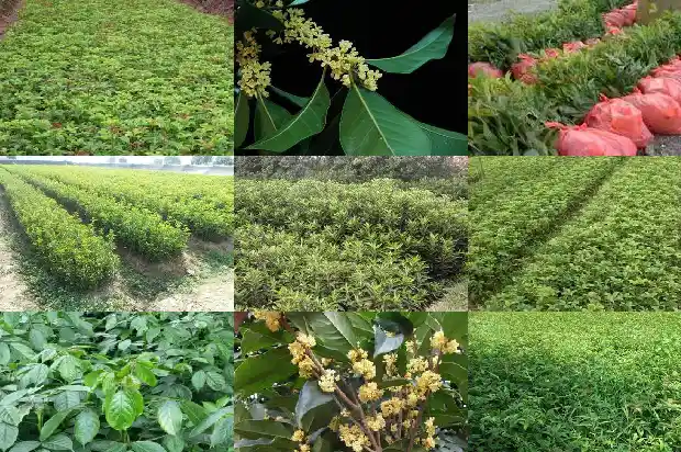 世界上最古老的桂花树1688791972802